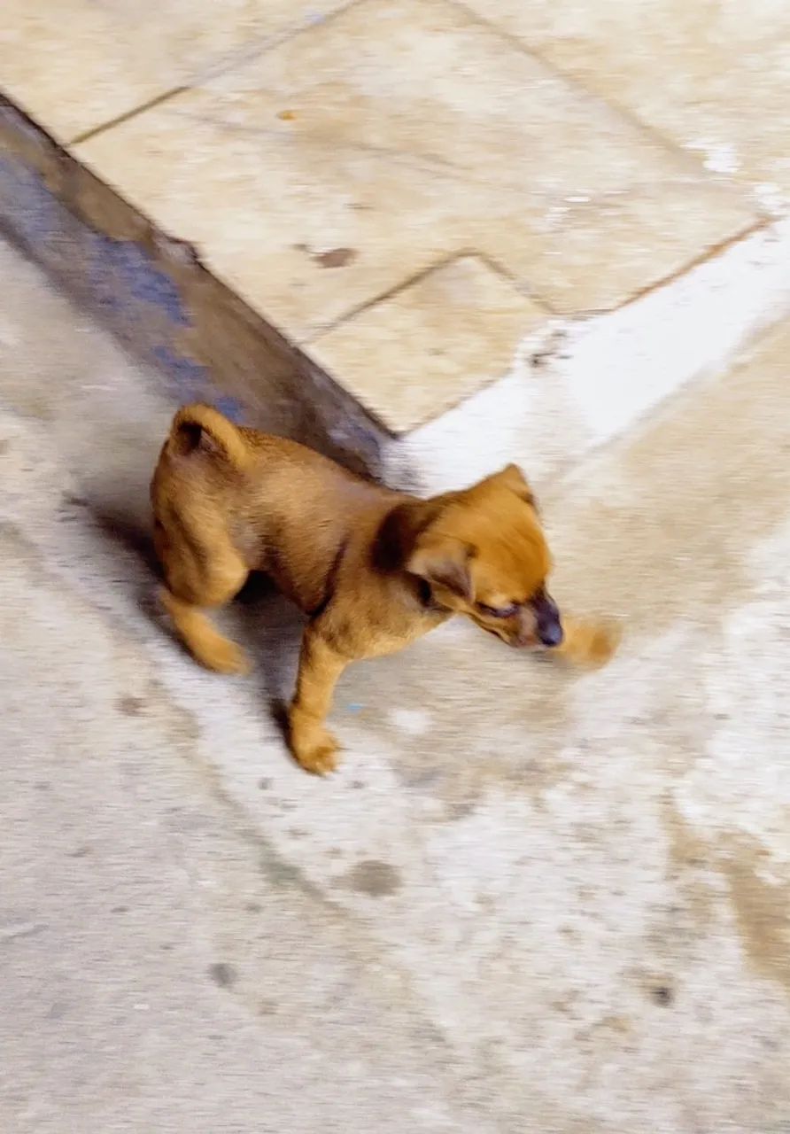 Filhote de Pinscher 01
