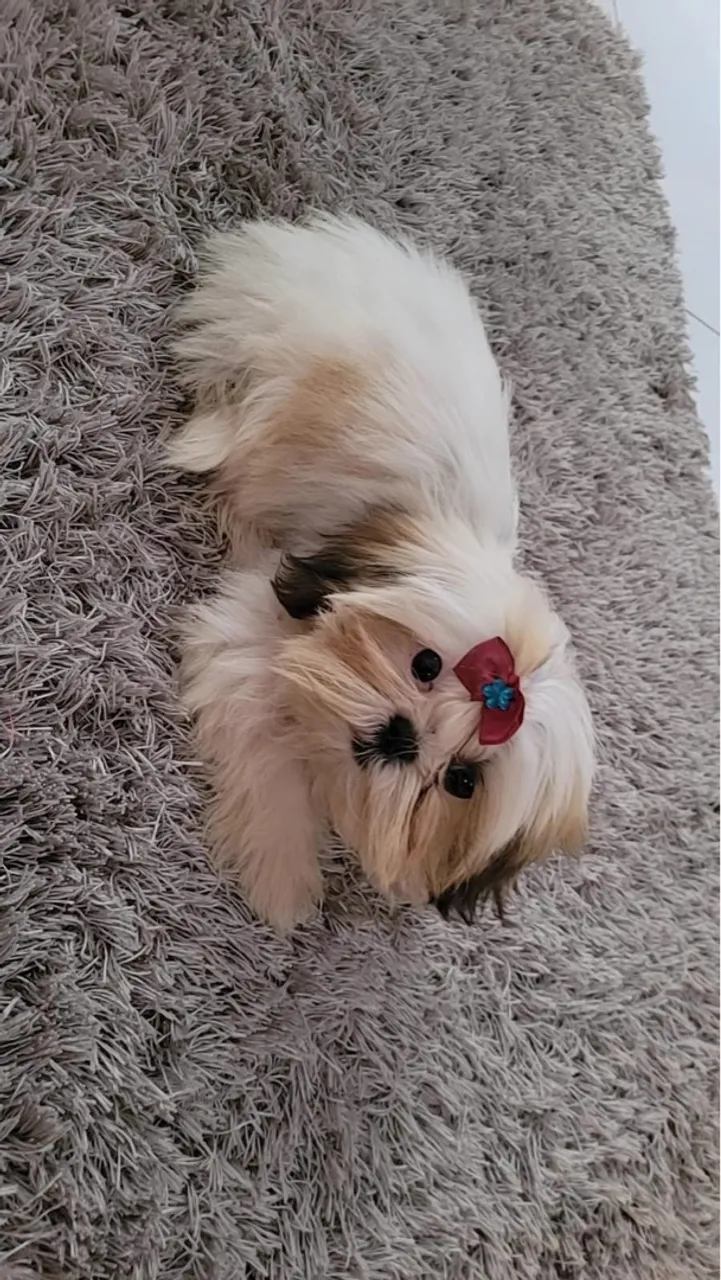 Shit tzu