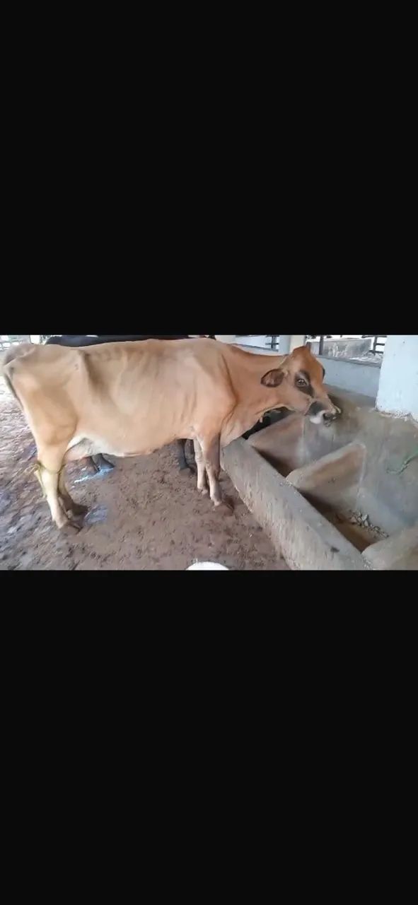 Vaca de leite, raça Jersey, dando 20L por dia nas 2 tiradas. Boa de tirar, muito mansa. - Foto 4
