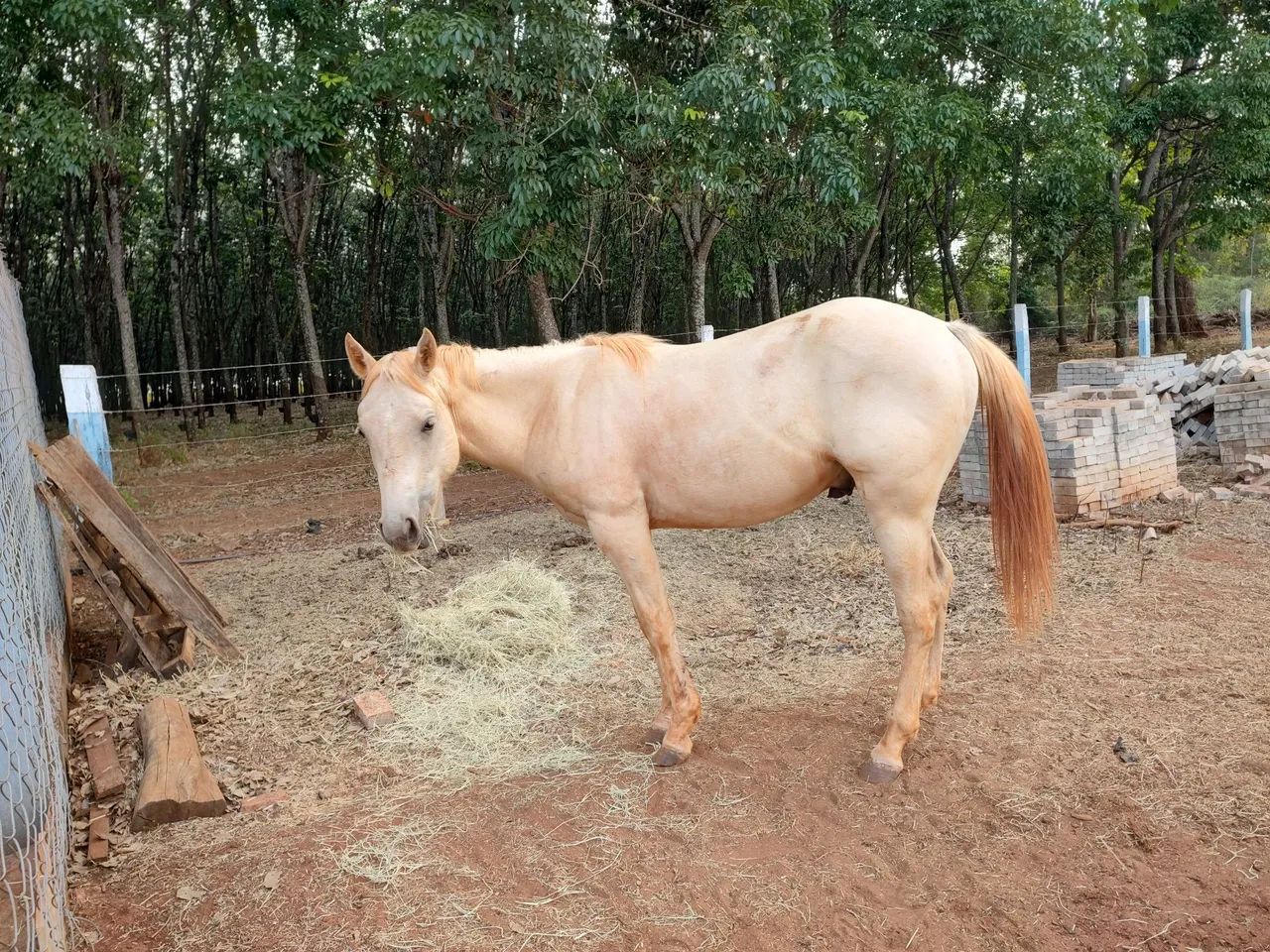Potro Quarto de milha - Foto 2