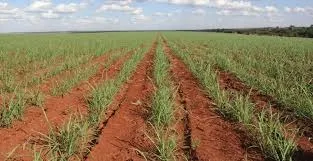 86% Cana - 17,5 Alqueires em Nova Castilho