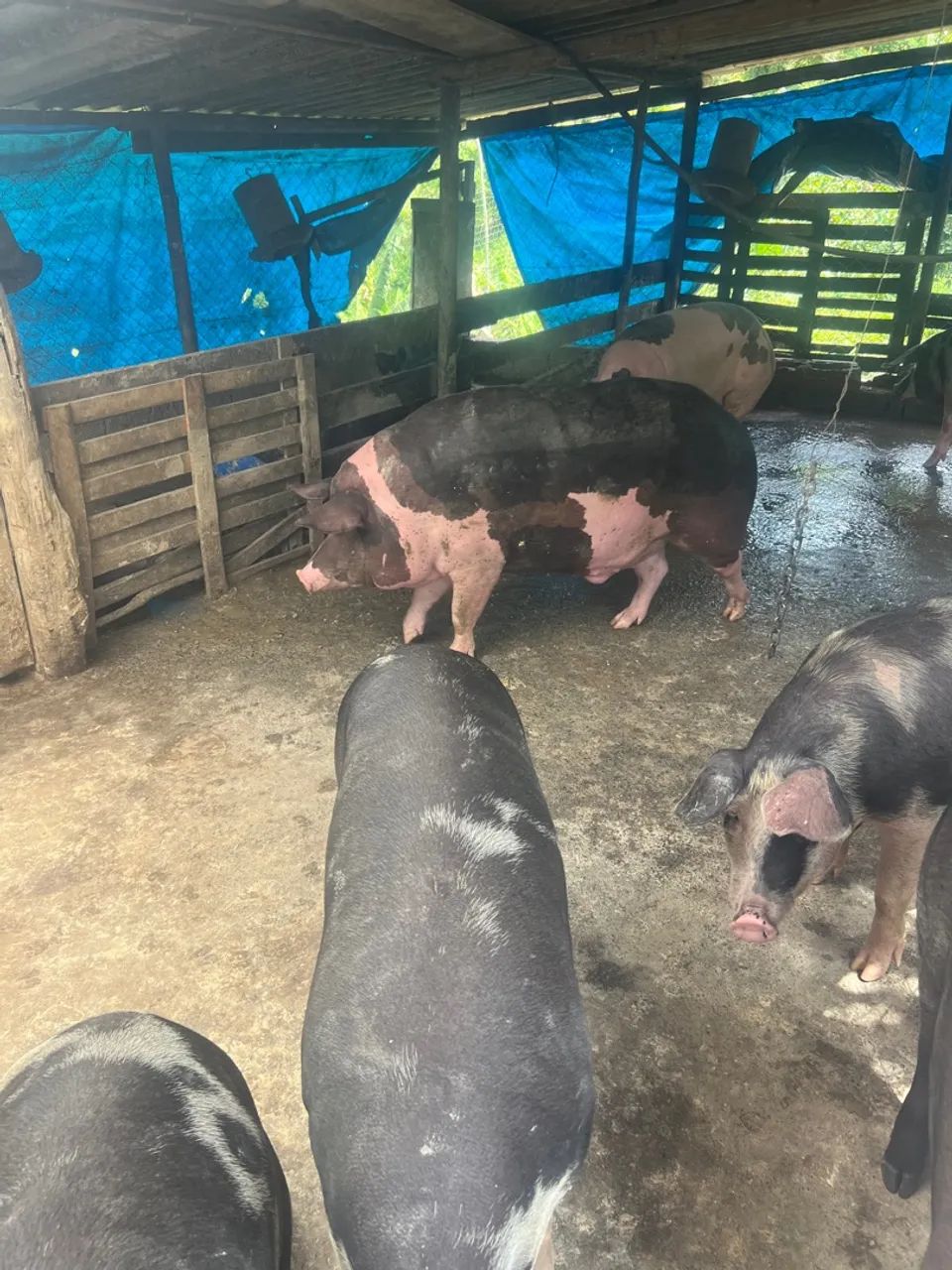 Porcos Pietran Duroc e Piau