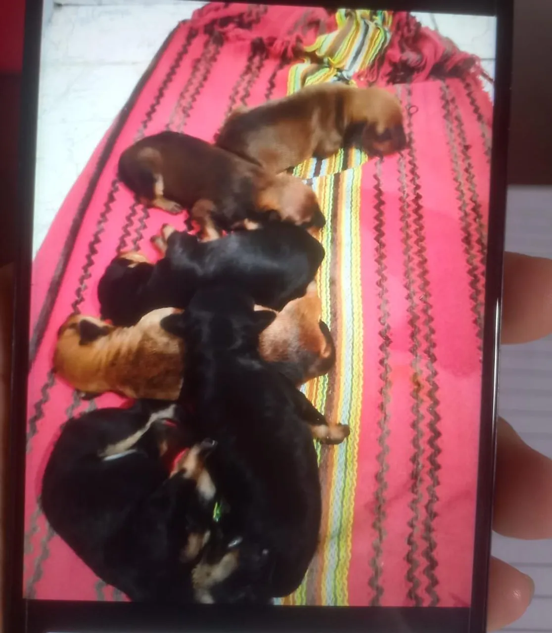 Filhotes de cachorro adoráveis 
