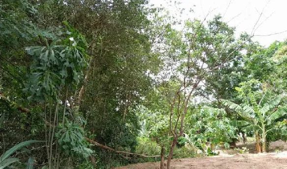 Venda de imóvel da (AABB) Lucélia (SP) - Foto 4