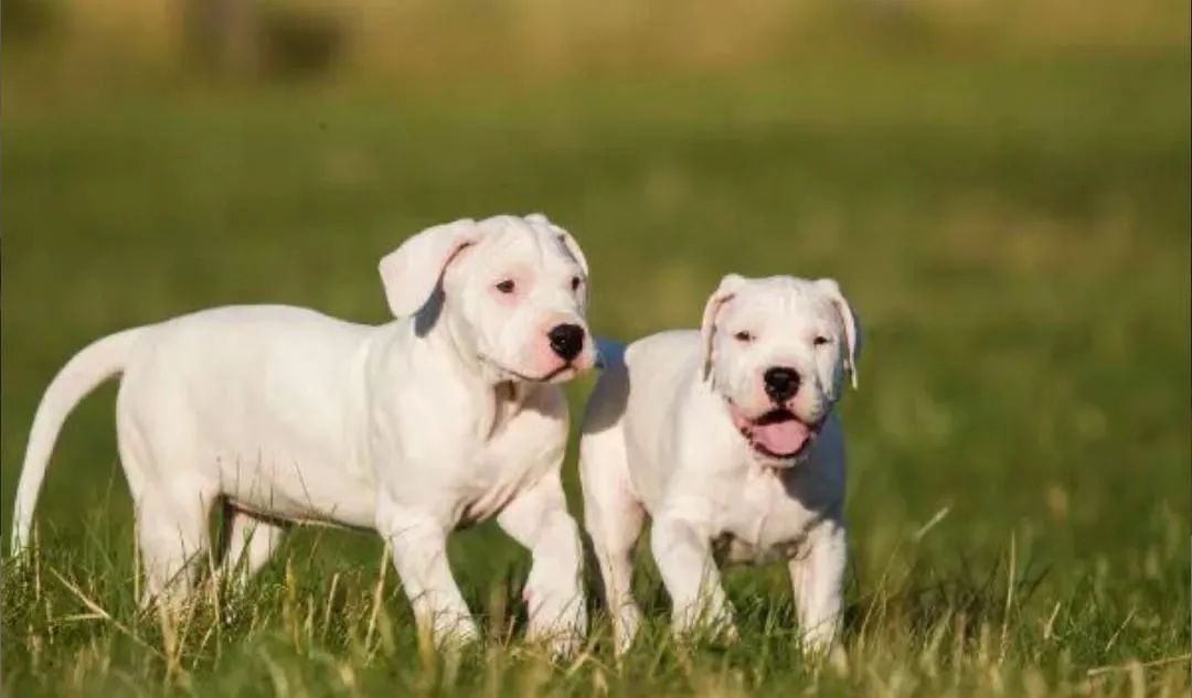 Filhotes Dogo Argentino  - Foto 4