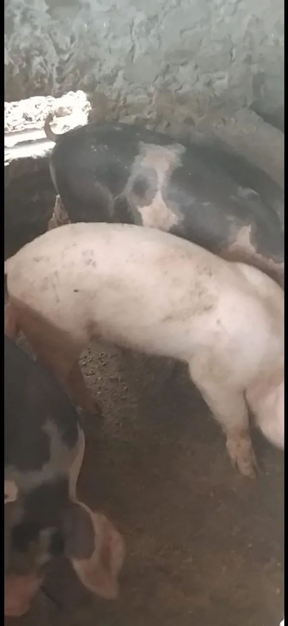 Vendo porco de raca - Foto 4