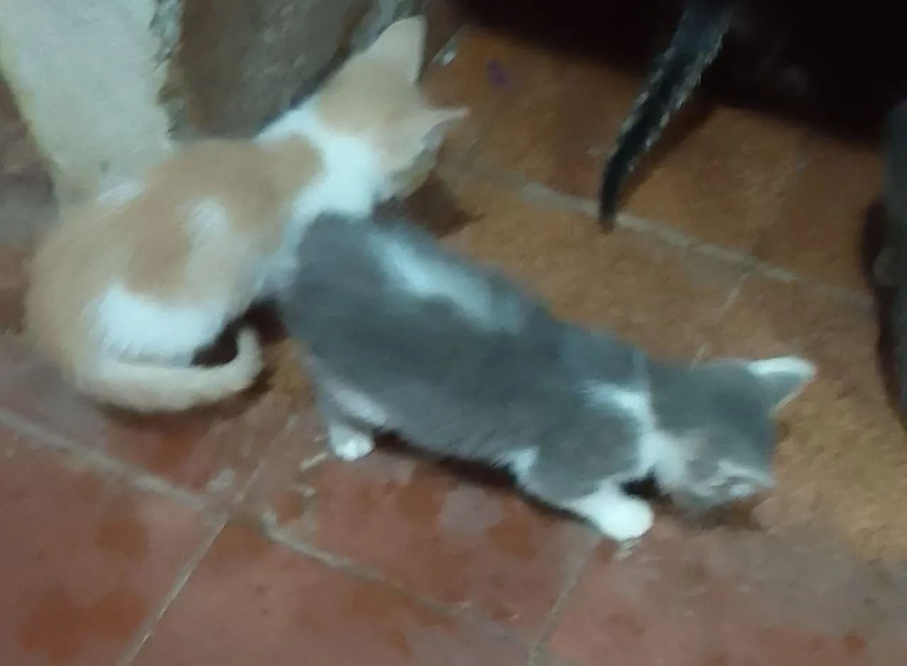 Gatinhos fofinhos para adoção - Foto 3
