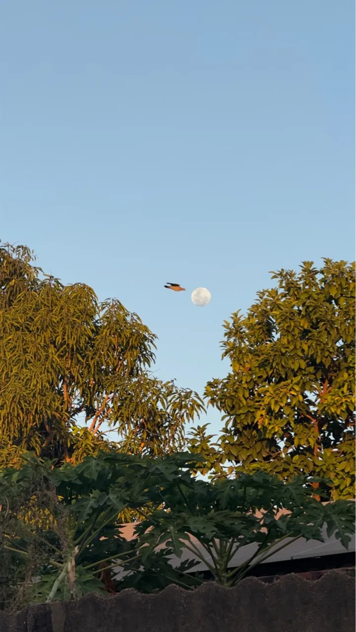 Foto da natureza