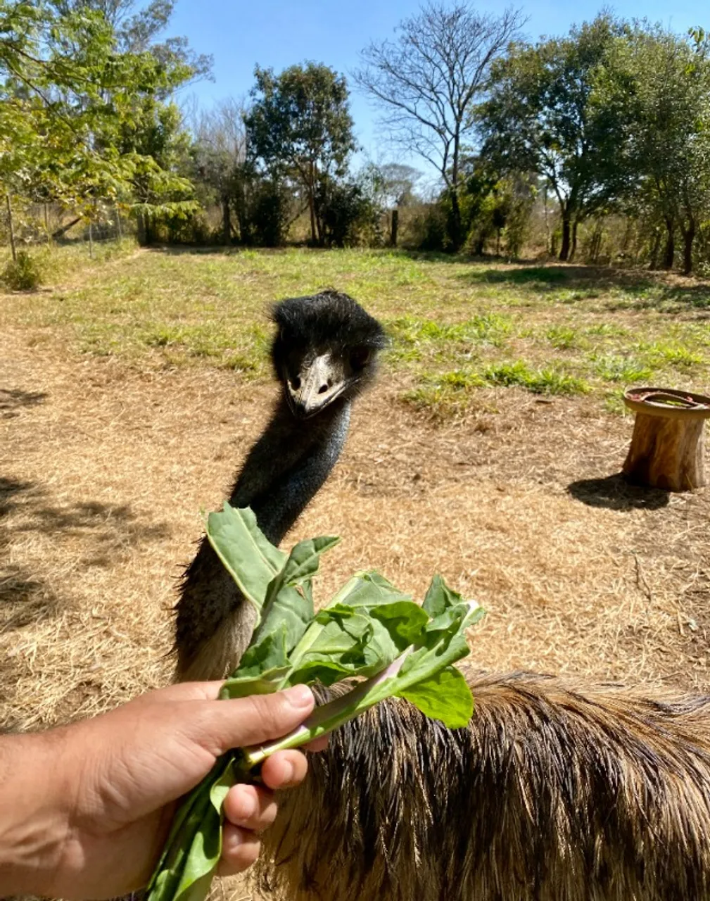 Emu Macho Reprodutor