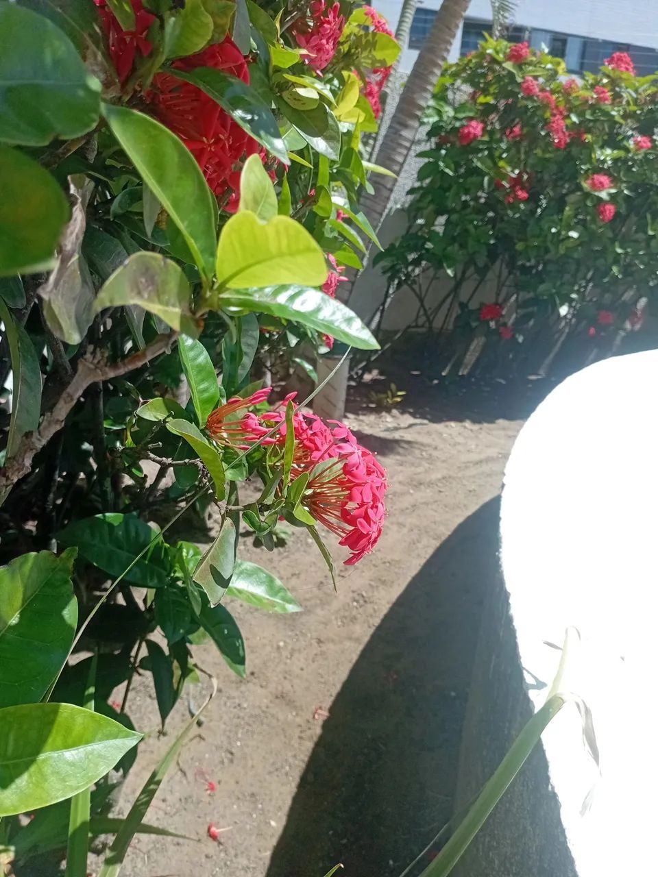 Jardineiro disponível  - Foto 5