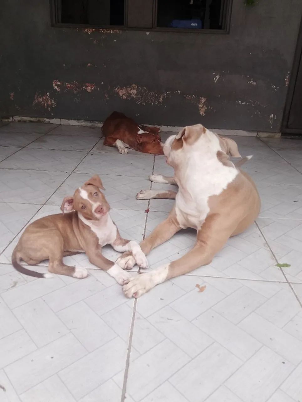 Pitbull 2 meses