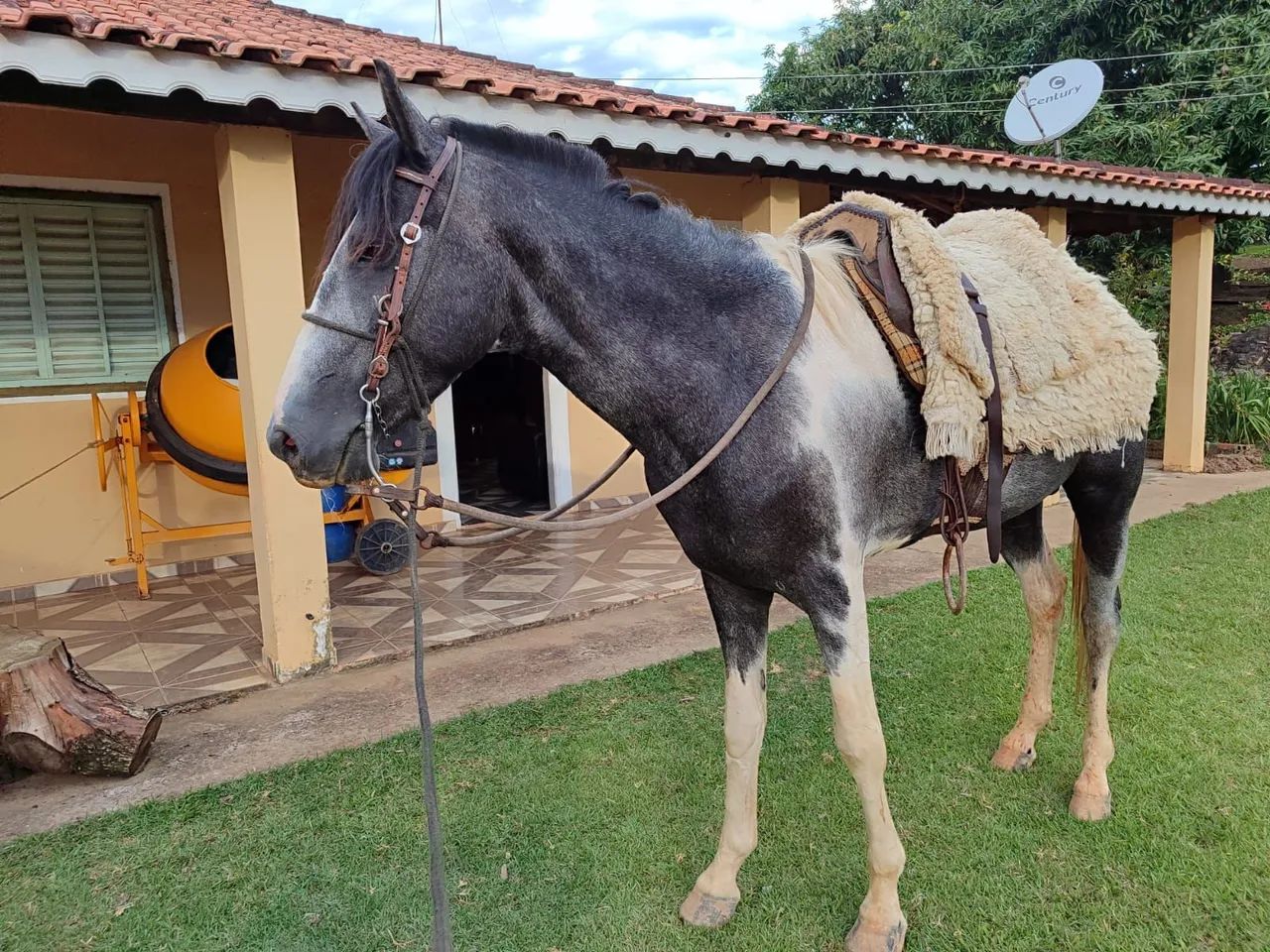 POTRO MM ( barato no Pix) - Foto 3