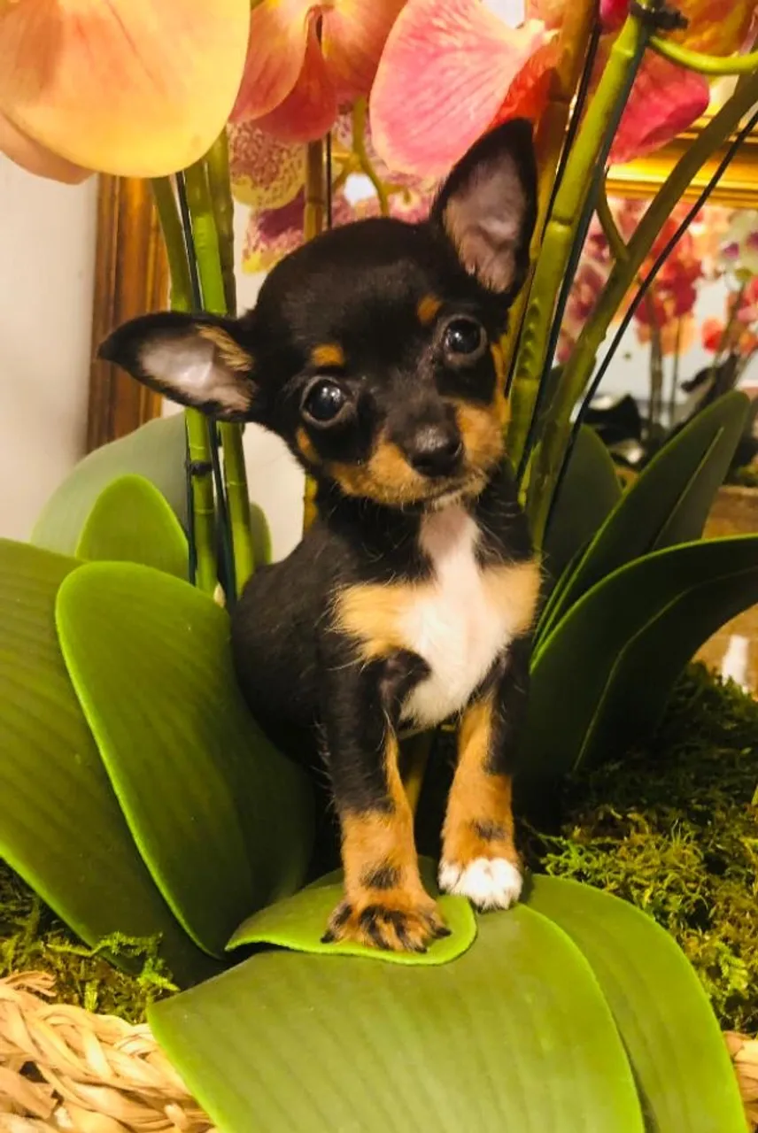 Pinscher zero!