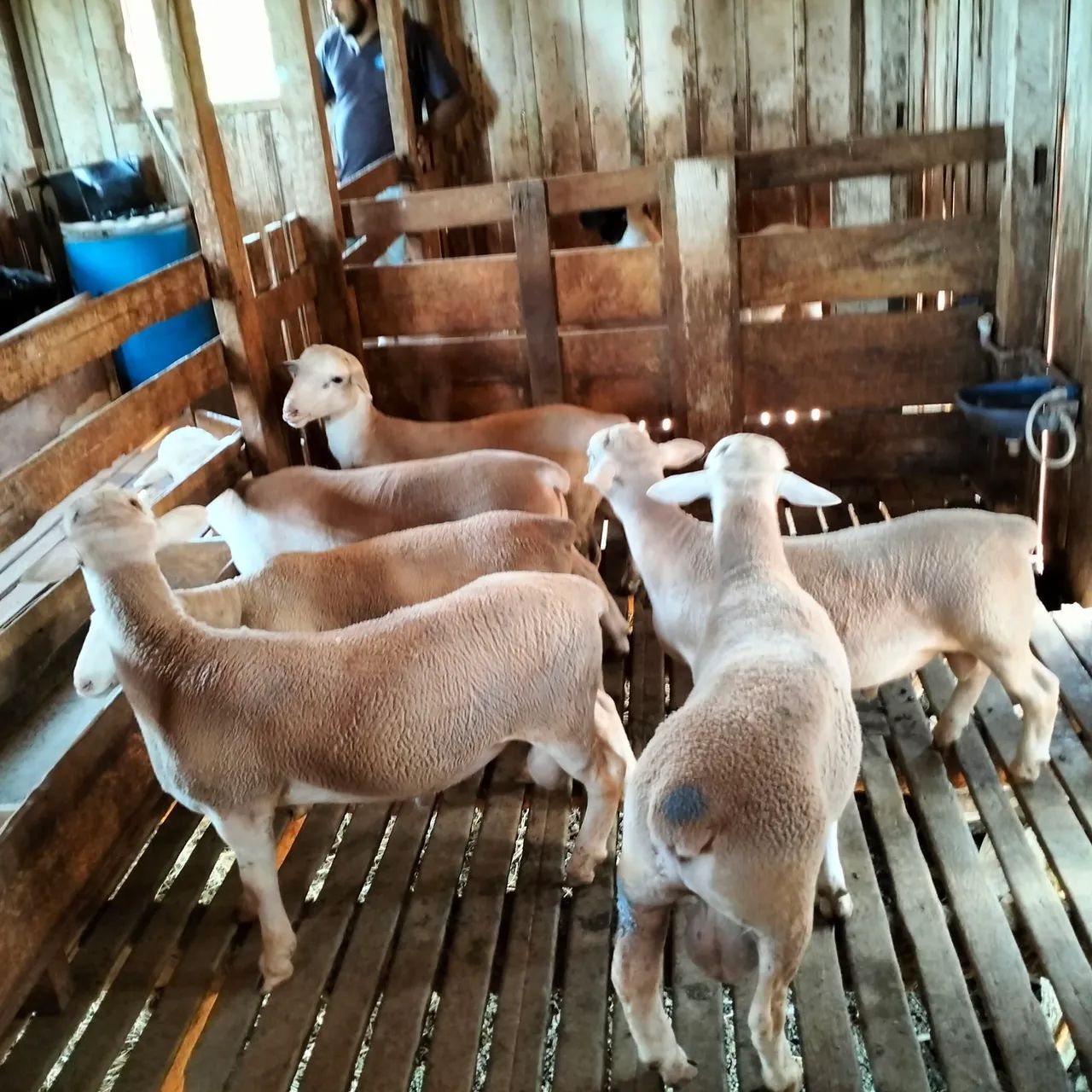 Venda de Carneiros e ovelhas e consultoria - Foto 4