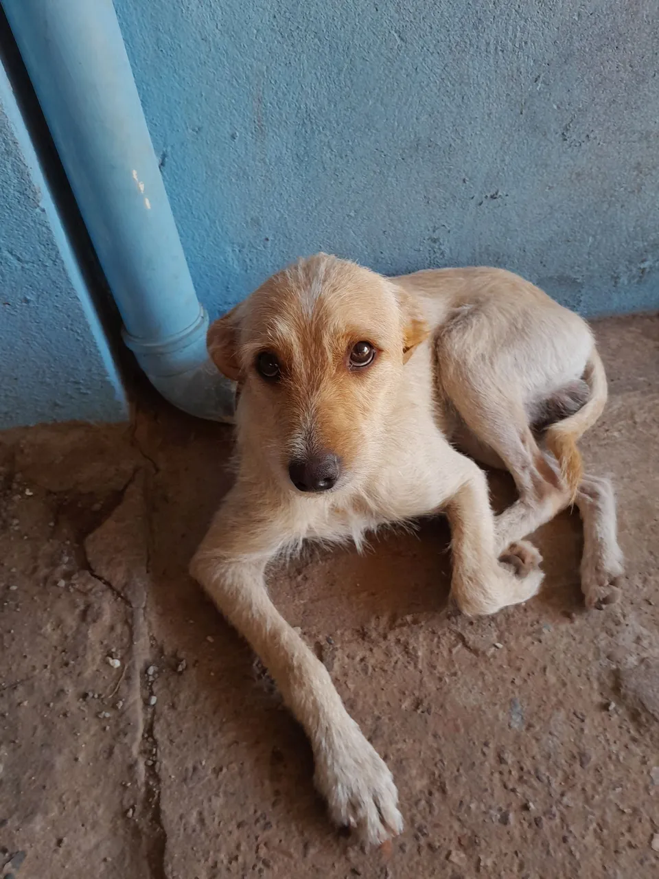 Cãozinho adorável para adoção