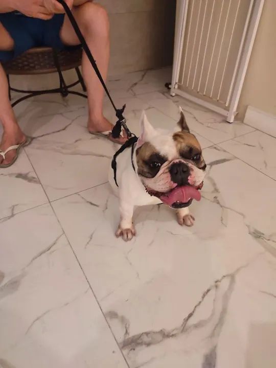 Filhote de Bulldog francês  - Foto 4