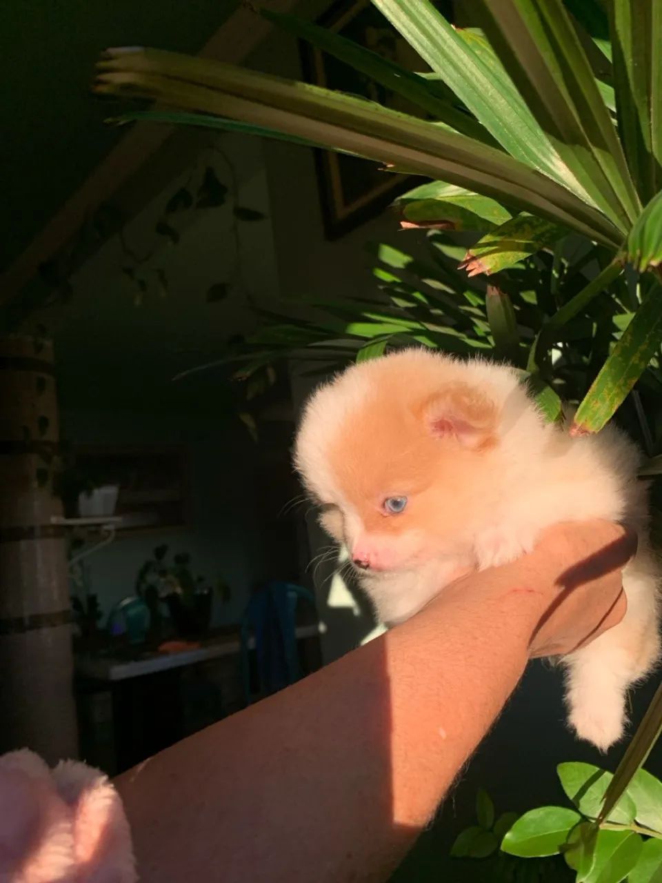 Filhotes de Lulu da Pomerania- Pelagem pelúcia  - Foto 4