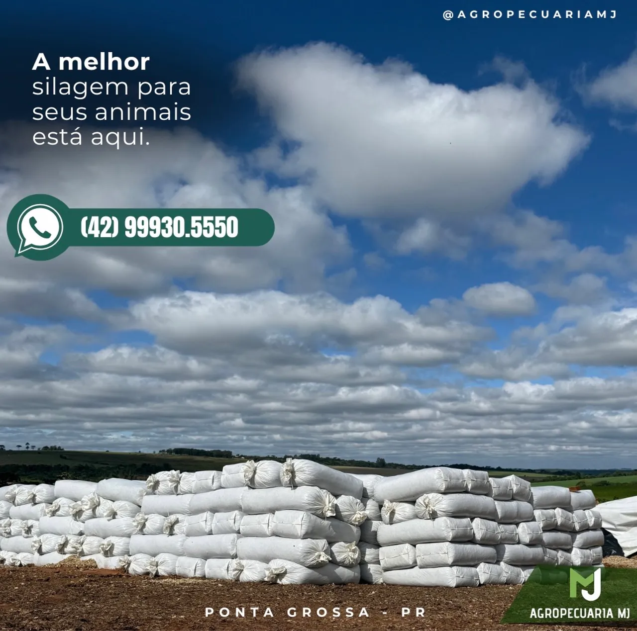 Silagem de milho de alta qualidade para seus animais