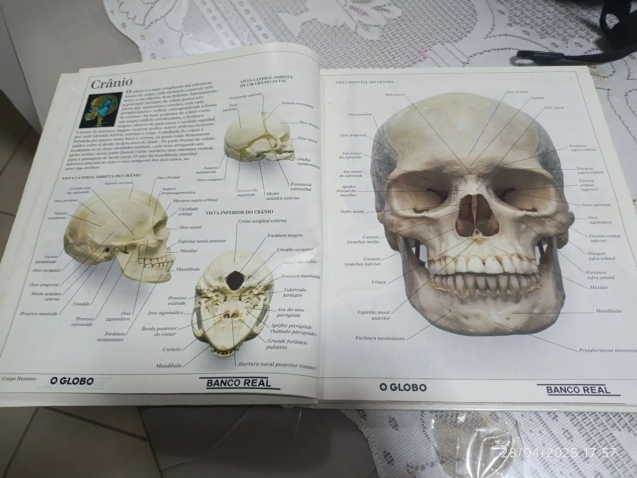 Enciclopédia Visual Corpo Humano, Animais, Terra e Universo - Foto 3