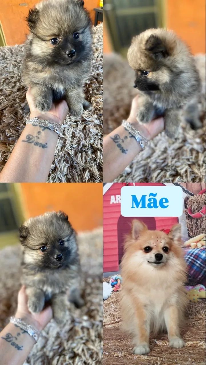 Spitz alemão (Lulu da Pomerânia) anão - Foto 4