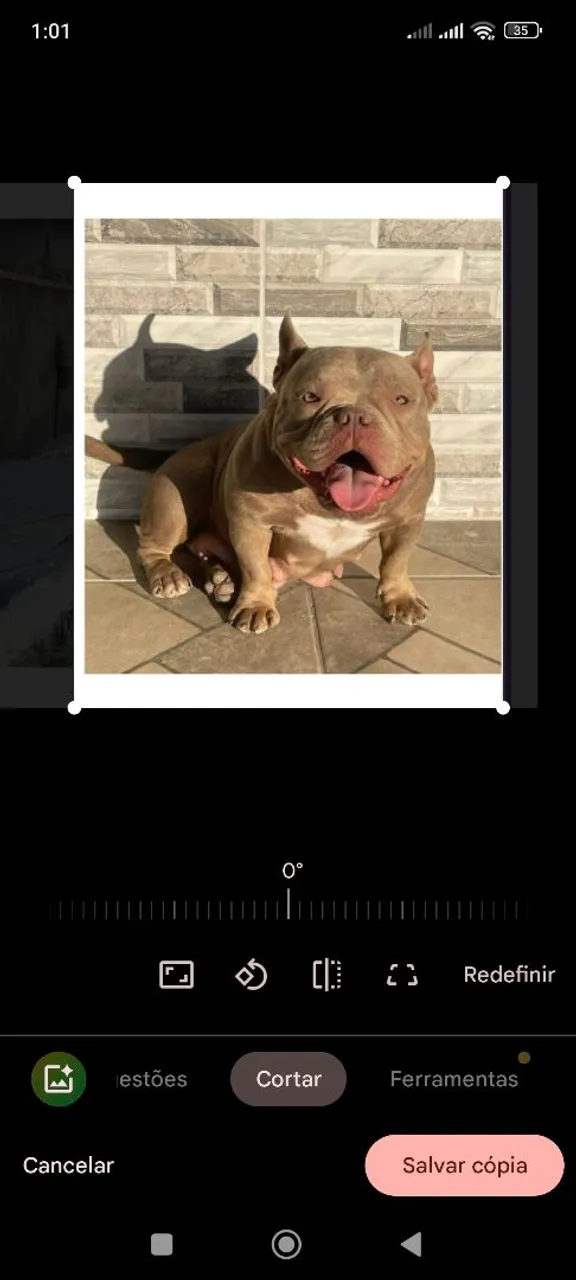American Bully femea linda e saudável