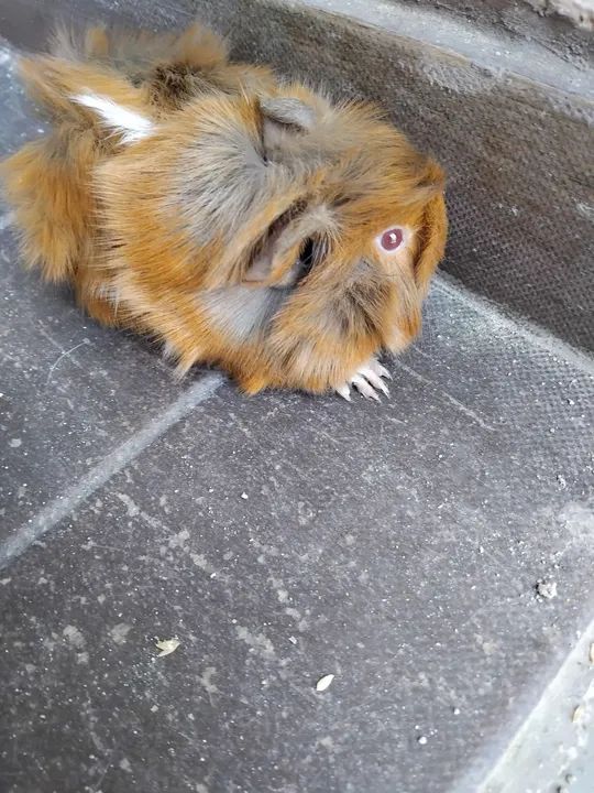 Vendo porquinho da india  - Foto 2