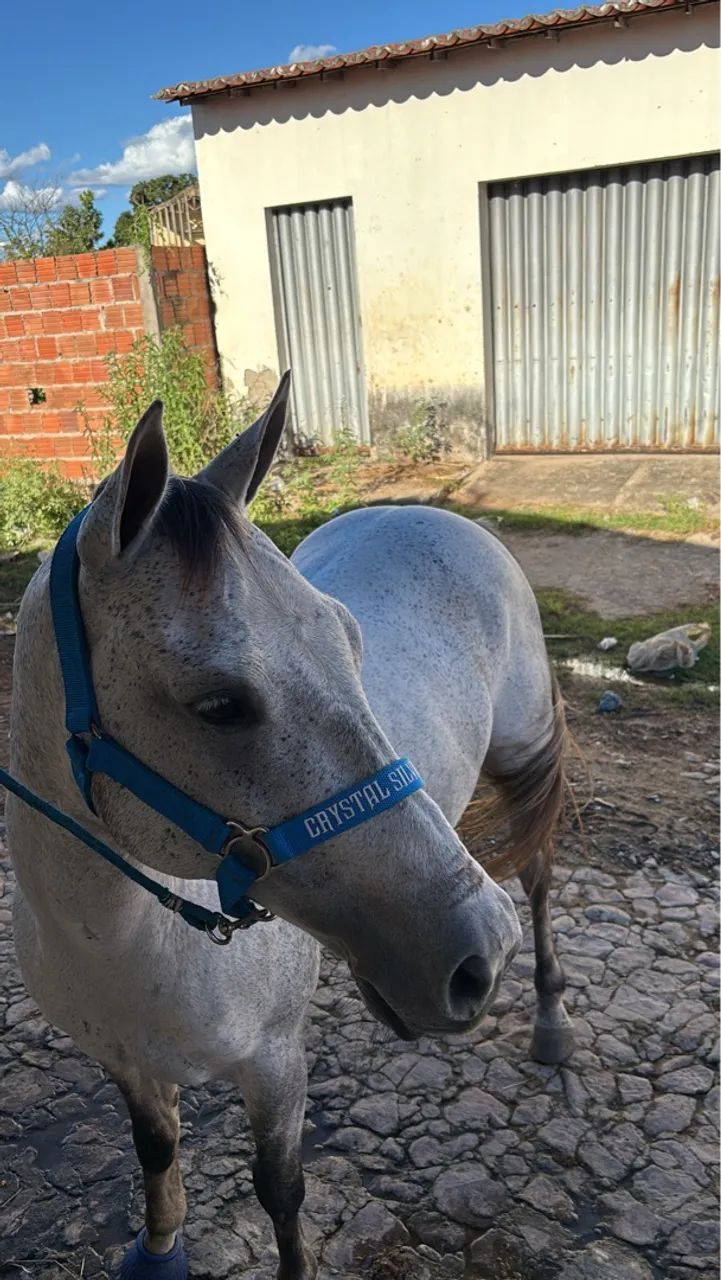 Oportunidade Única para Criadores e Competidores de Vaquejada  - Foto 2