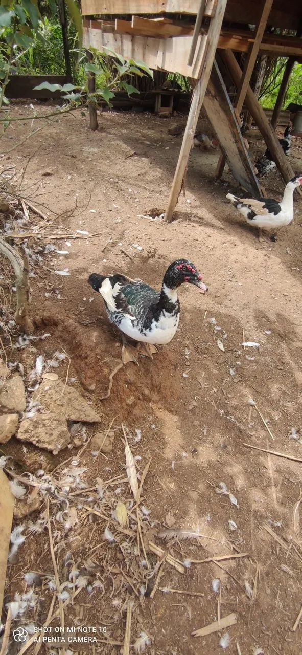 Pato macho adulto  - Foto 3