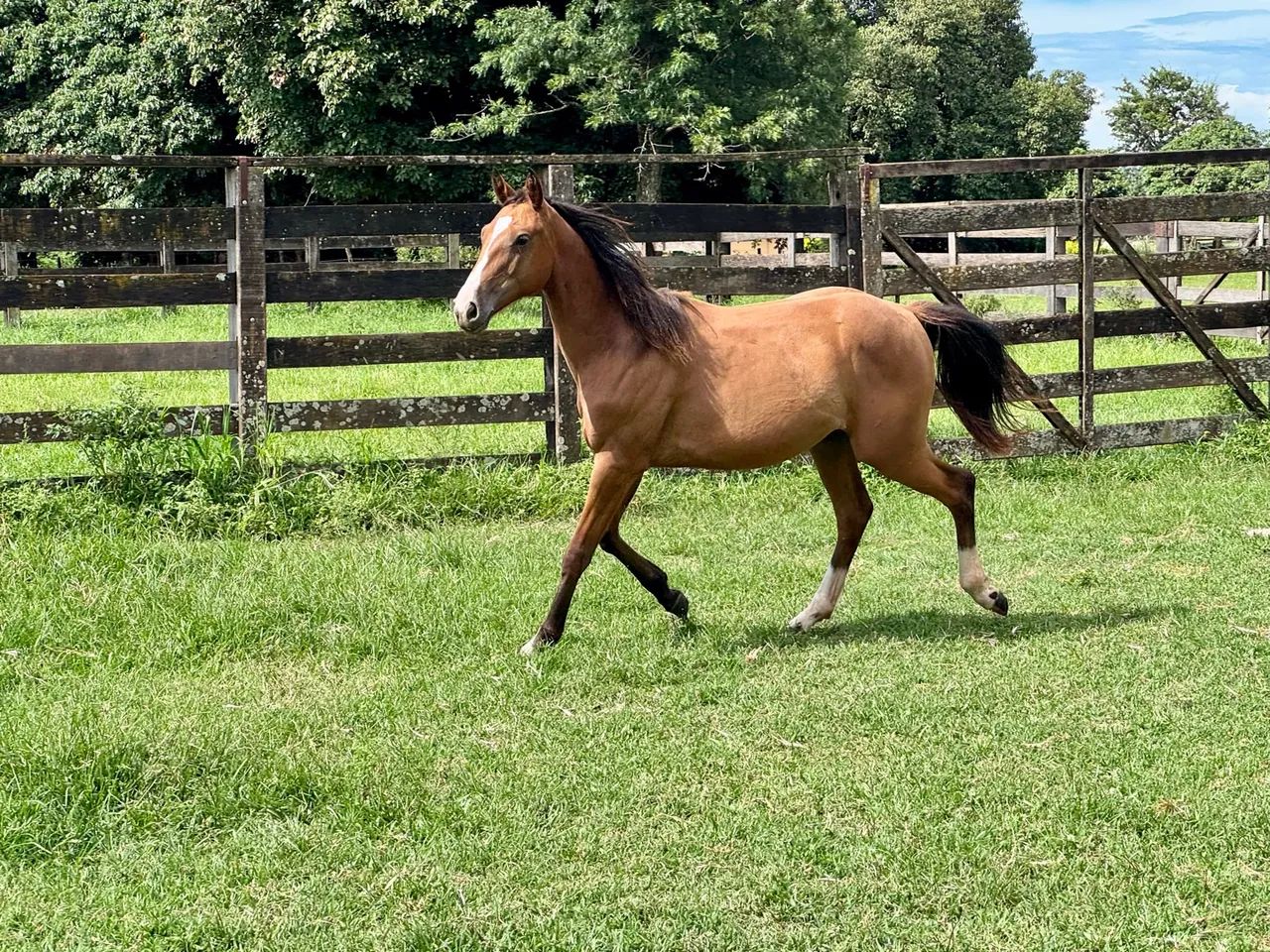 Potra pura streak of fling  - Foto 2