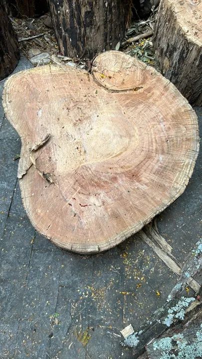 Madeira bruta natural para móveis e decoração de jardins - Foto 3