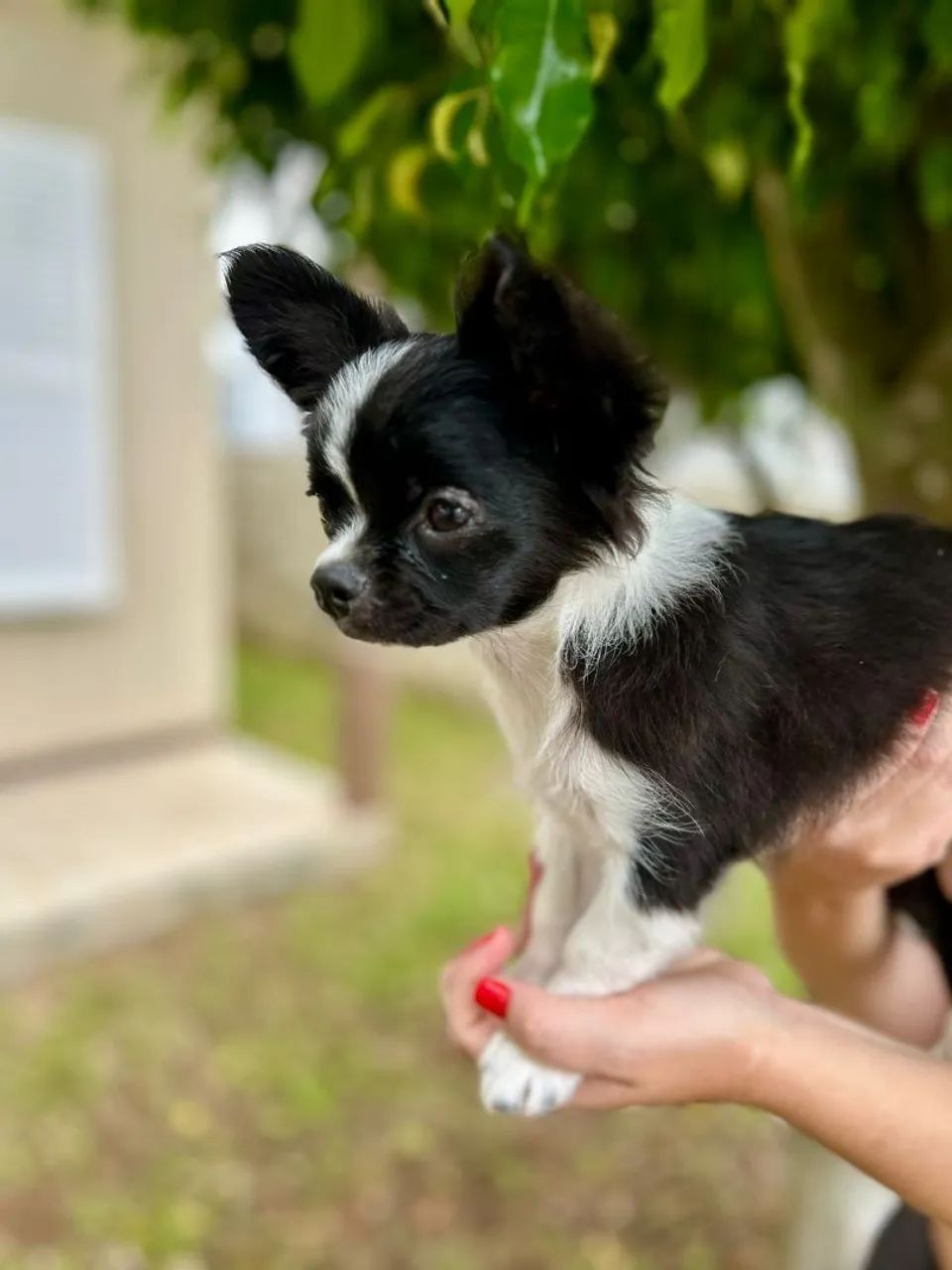 FILHOTE DE CHIHUAHUA PELO LONGO  - Foto 5