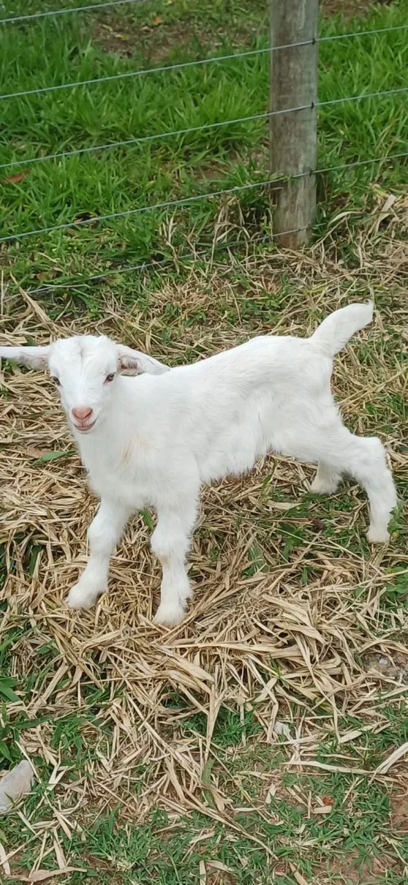 Vendo cabra - Foto 4