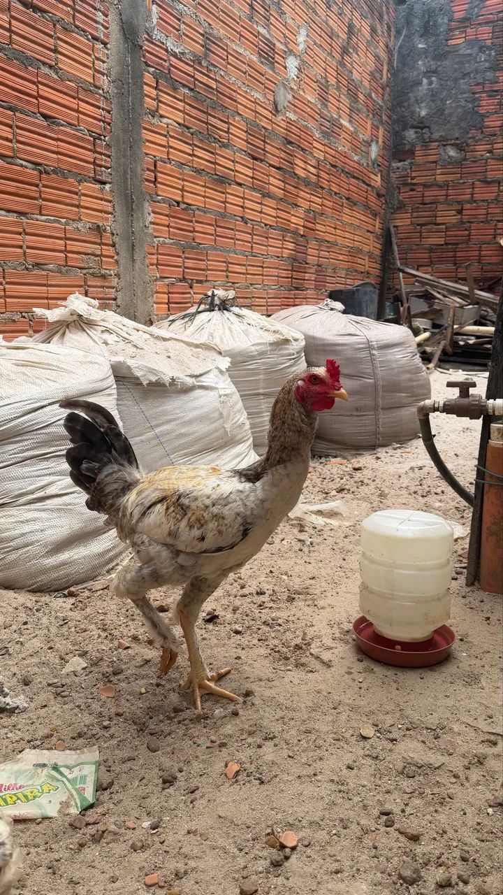 Vendo frango  - Foto 4