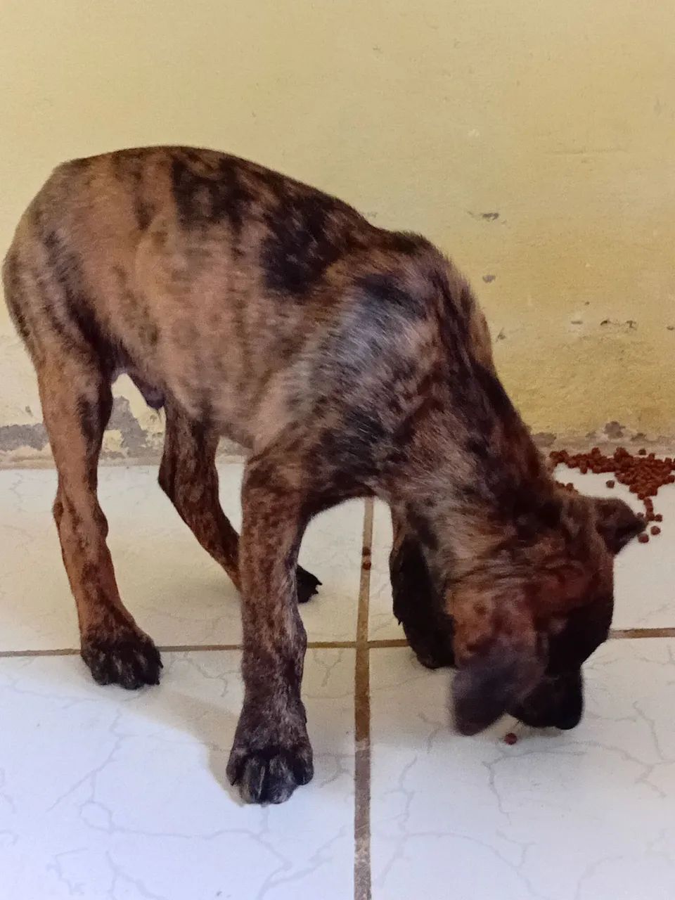 rottweiler com pitibul misturado  - Foto 2