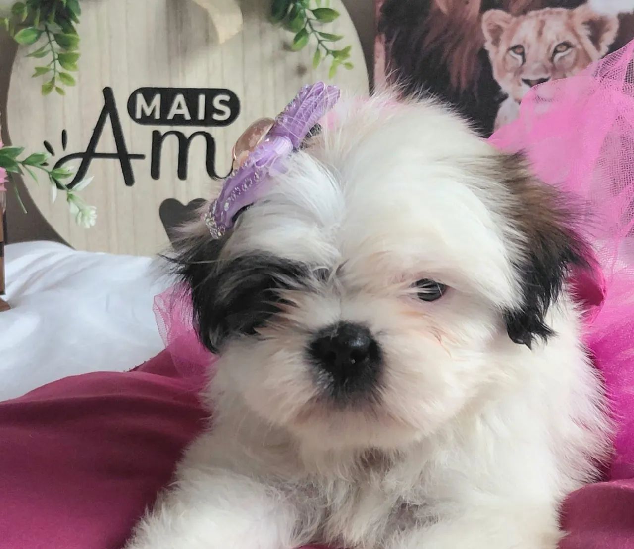 Shitzu mini femea - Foto 2