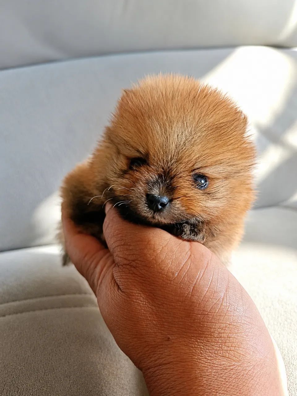 Spitz alemão micro macho