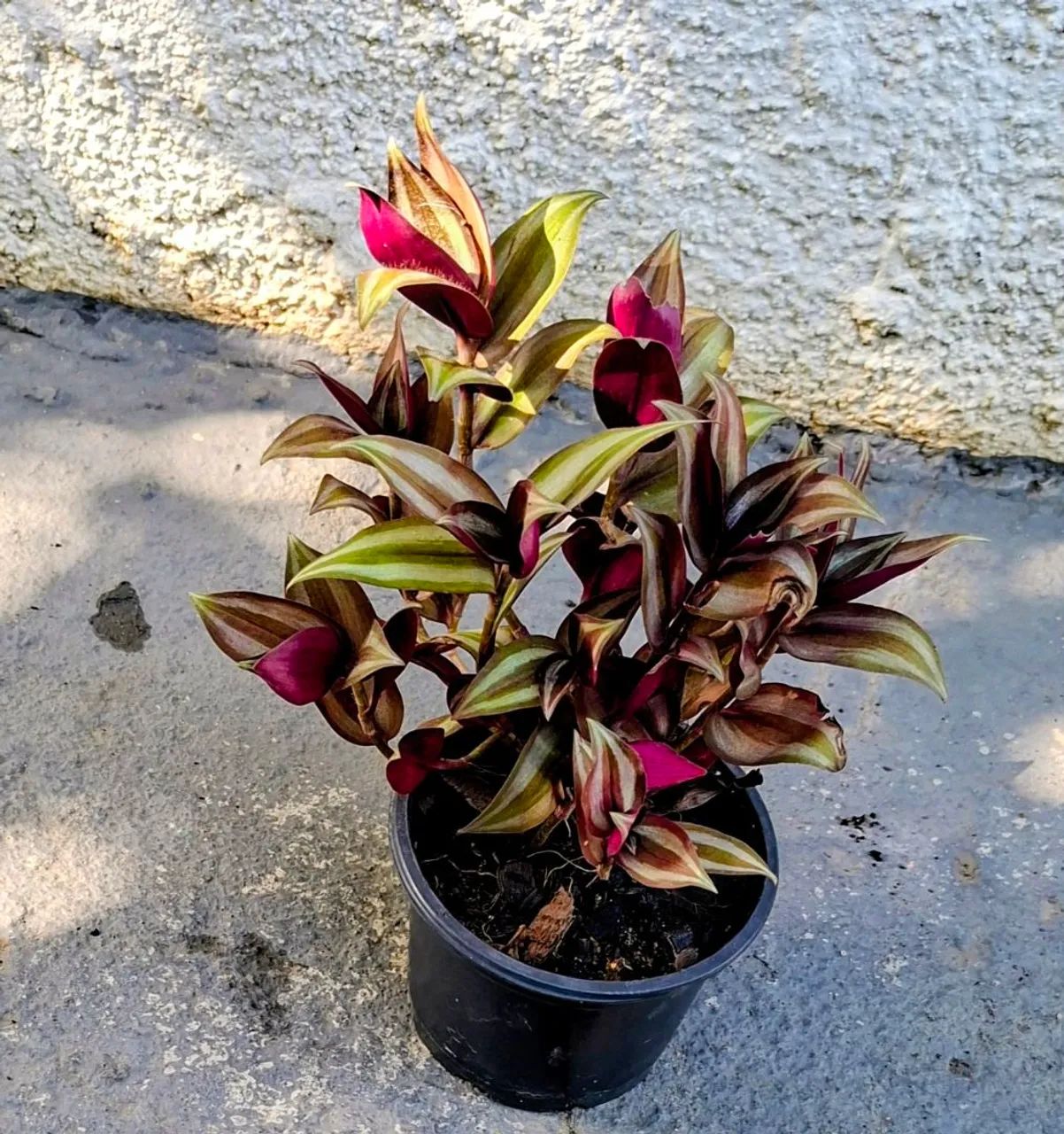 Vendo  - Foto 4