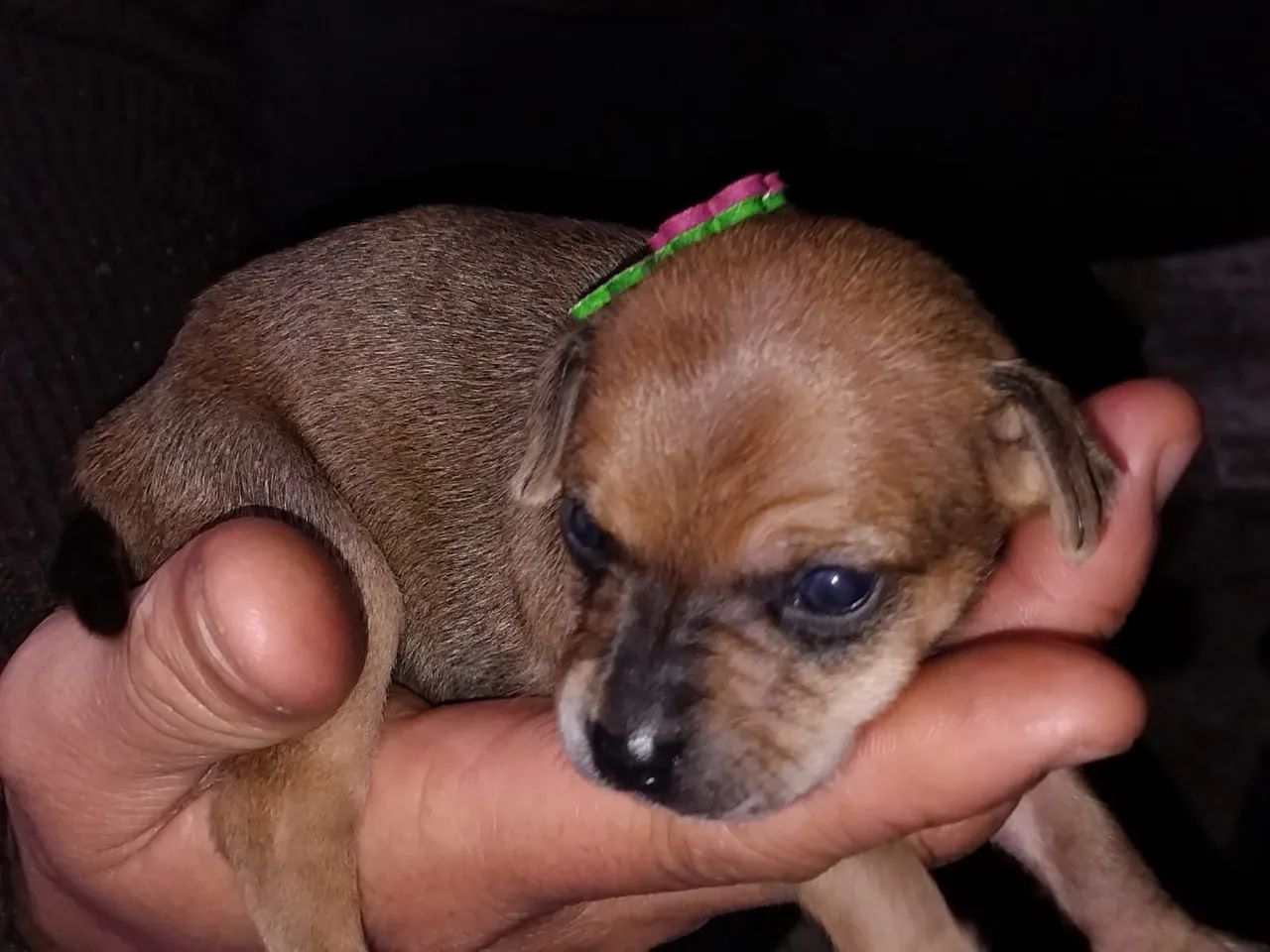 Filhotes de pinscher 