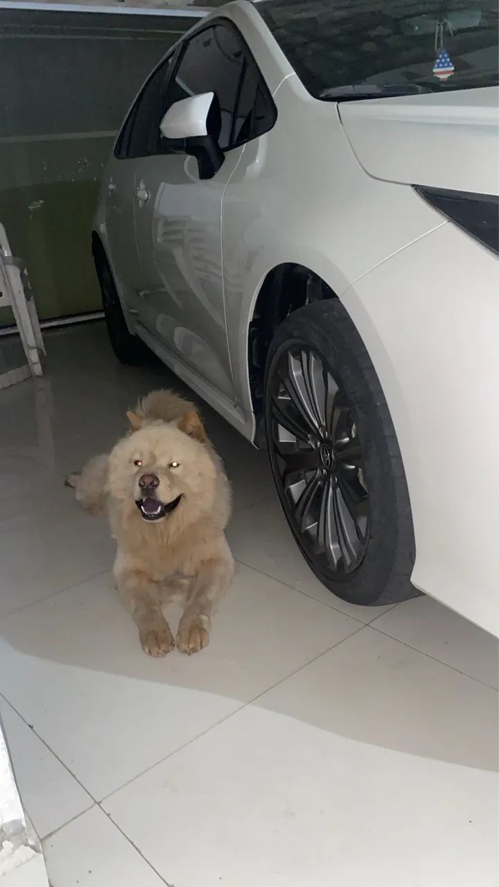 Chow chow  - Foto 4