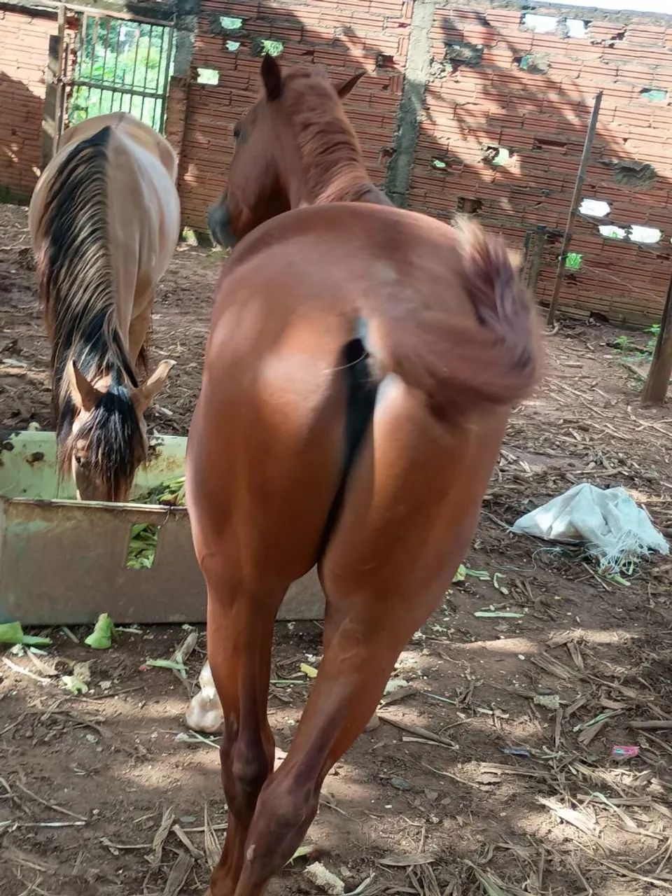 Potro quarto de milha - Foto 3