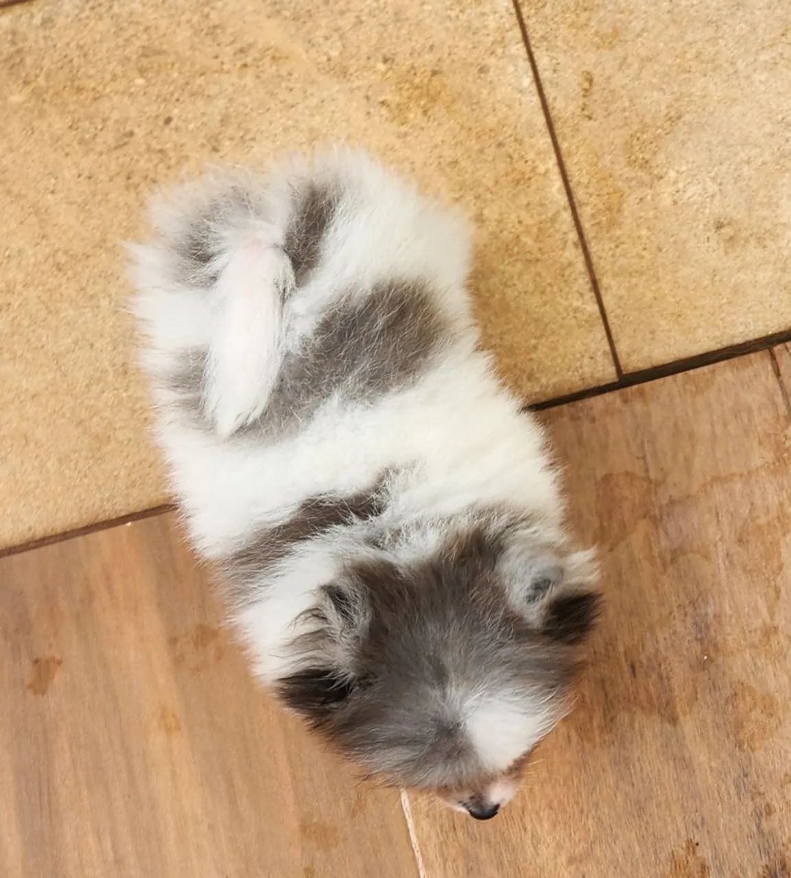 Spitz Alemão Anão filhote macho - Foto 4
