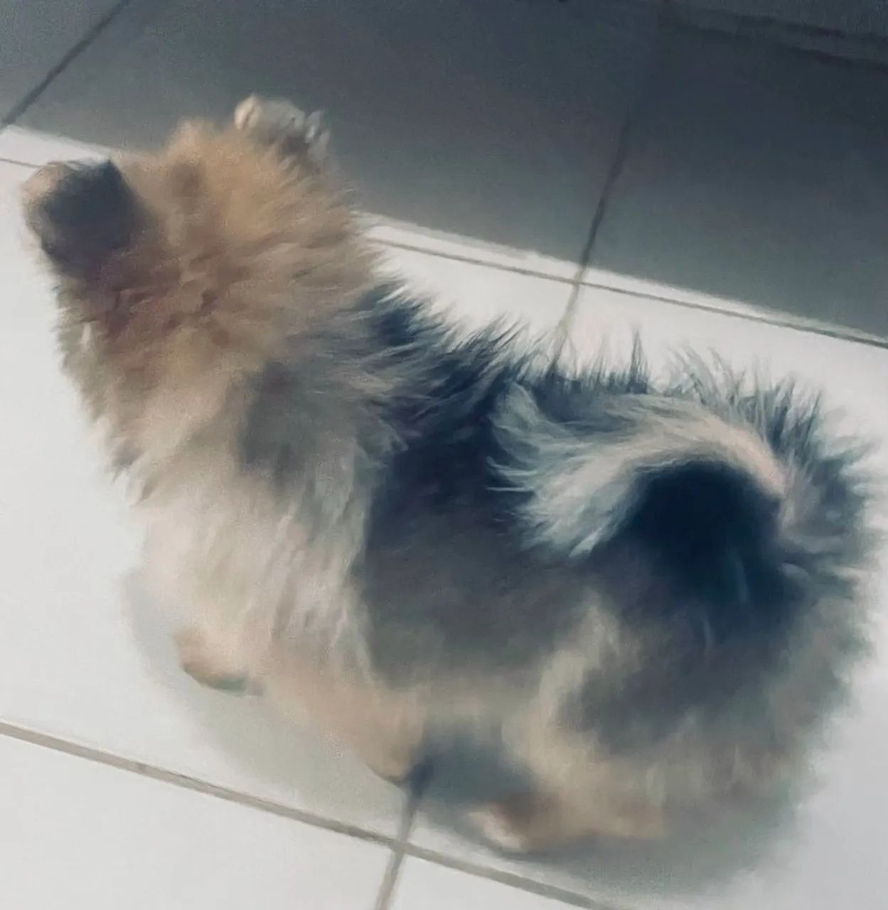 Spitz femea e macho 50 dias - Foto 5
