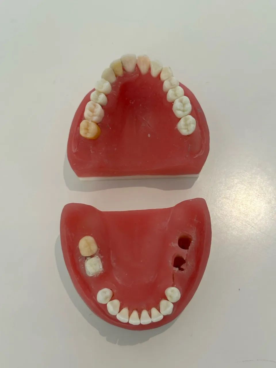 Manequim odontológico 