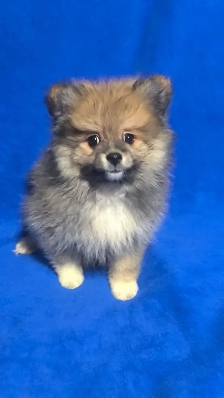 Spitz alemão pequeno - Foto 3