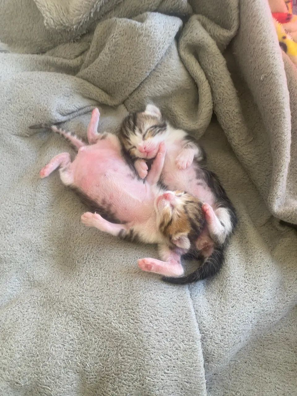 Gatinhos para adoção  - Foto 3