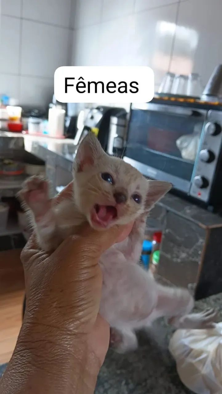Gatinhos - Foto 3
