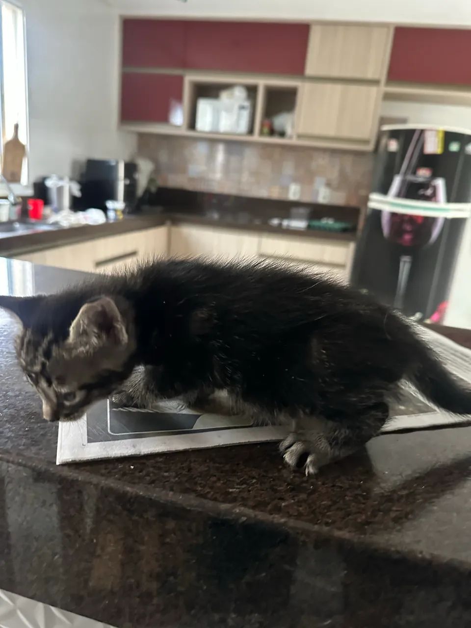 Doação de gatinho 