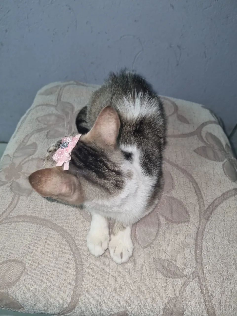 Doa-se gatinha 10 meses castrada  - Foto 5