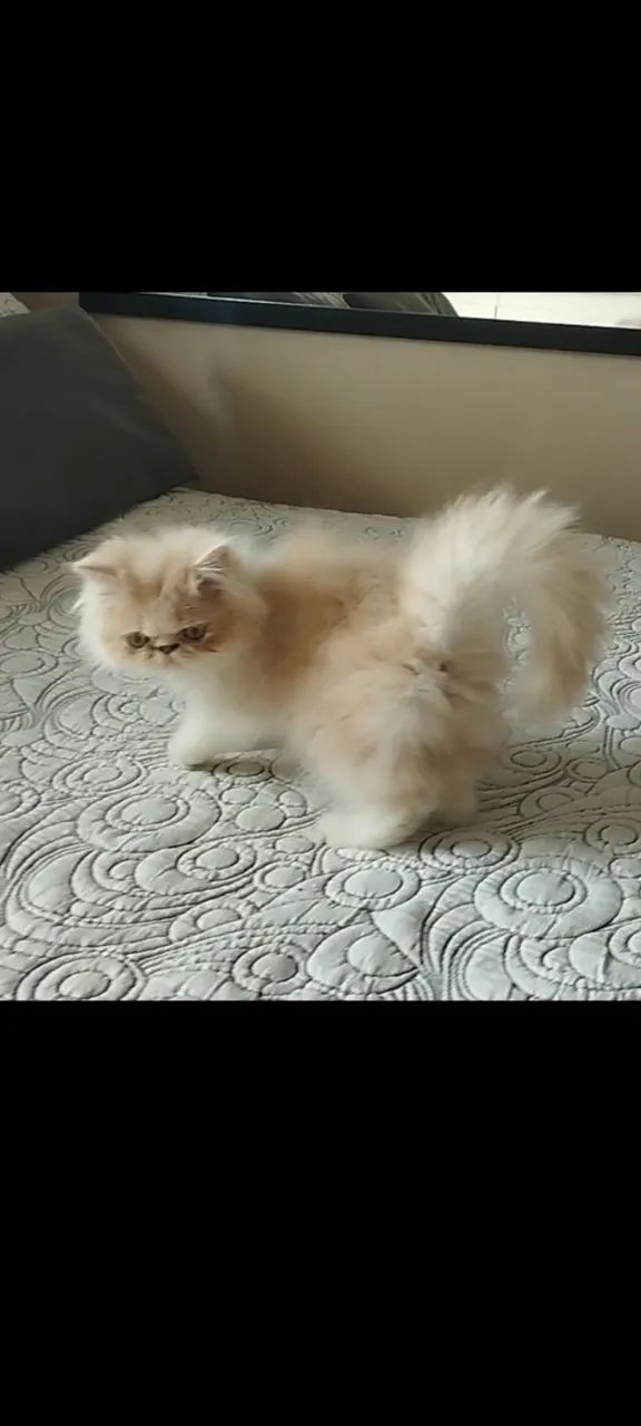 Filhote de gato persa 