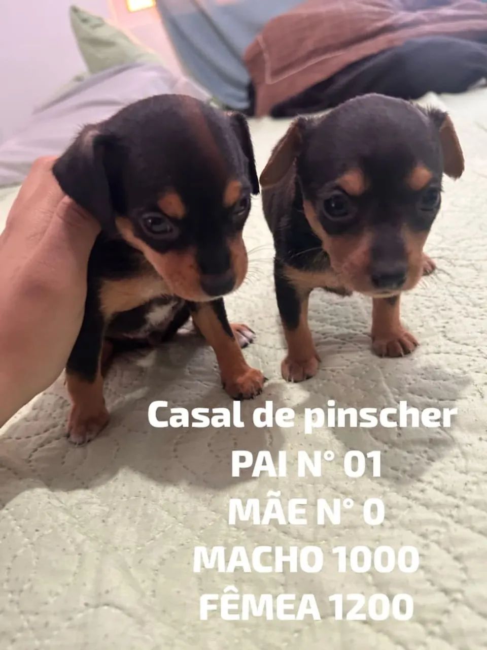 Filhote de pinscher 01